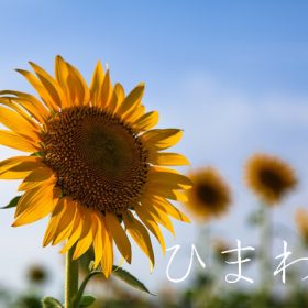 ひまわり撮影会